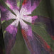 Watercolor Orchid EcoLinen