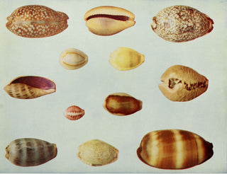 A Charmed Life With Irem Sesigur